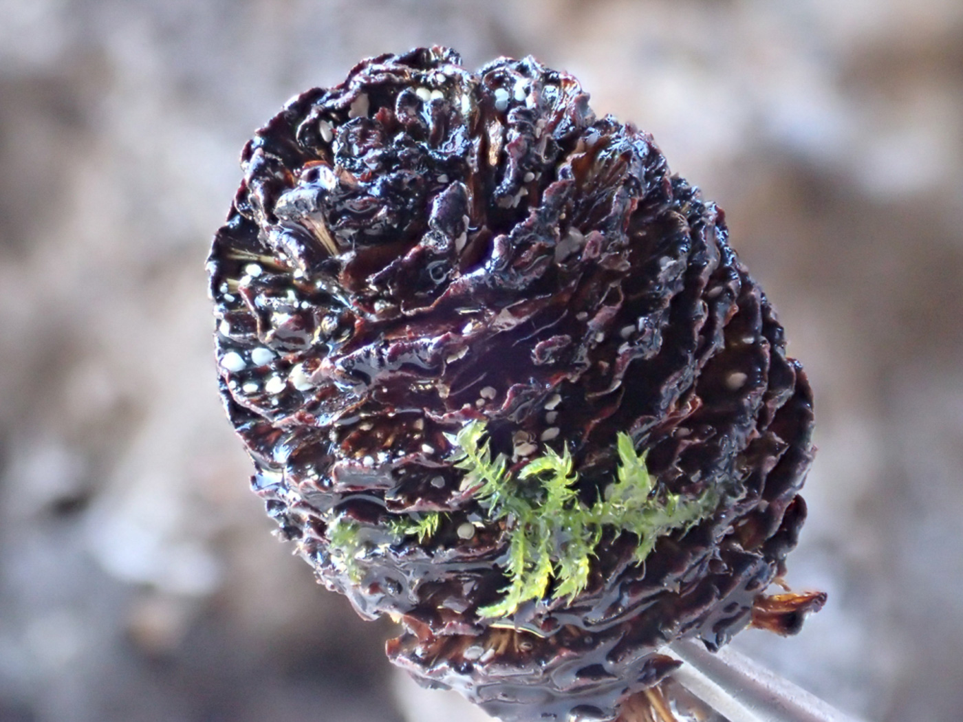 Photo © Jesper Launder Calycellina alniella by Jesper Launder